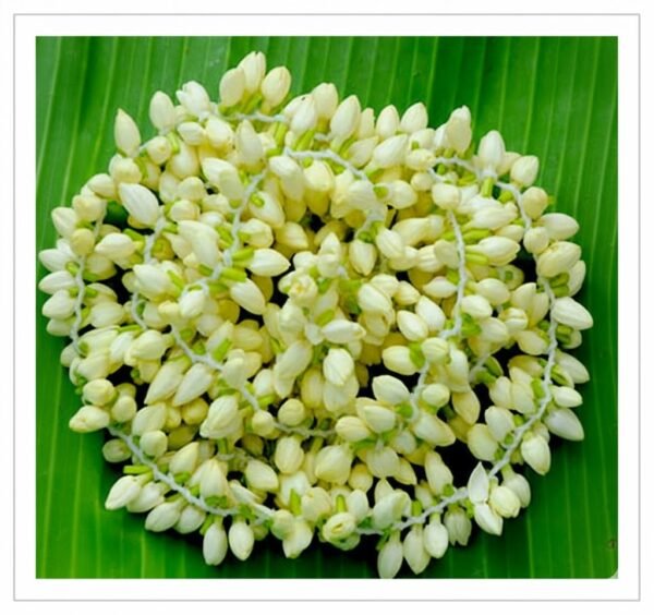 Jasmine Fresh Flower String - 5 to 6 Feet Long Handwoven Jasmine Garland for Pooja and Home Fragrance