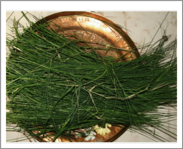 DurvaGrass Durva Grass