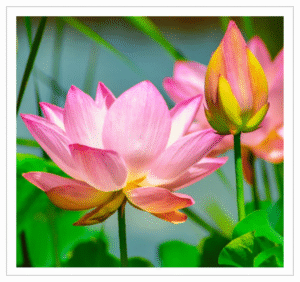Lotus Flower - Fresh Lotus for Temple Offerings and Decoration