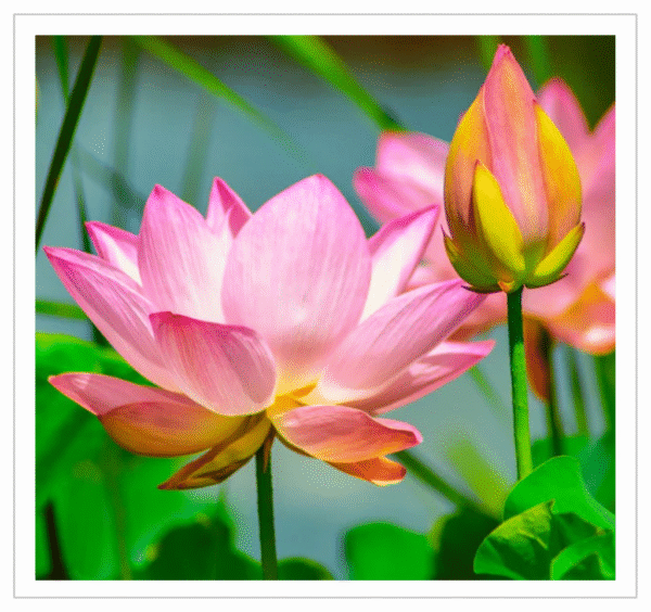 Lotus Flower - Fresh Lotus for Temple Offerings and Decoration