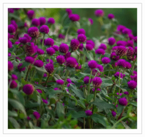 Vadamalli Flowers - Fresh Globe Amaranth Flowers for Garland Making