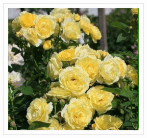 Button Rose Yellow - Fresh Yellow Rose Garland for Pooja and Decoration