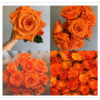 Button Rose Orange - Fresh Orange Rose Garland for Temple Offerings and Events