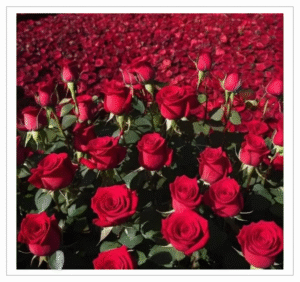 Button Rose Red - Fresh Red Rose Garland for Pooja, Wedding and Decoration