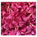 Arali Flower – Dark Pink Arali Flower Dark Pink - Fresh Arali Flowers for Temple Pooja and Decoration