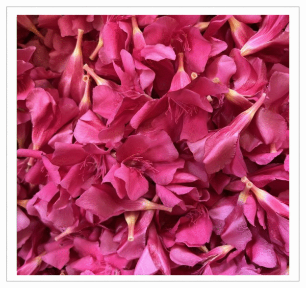 Arali Flower Dark Pink - Fresh Arali Flowers for Temple Pooja and Decoration