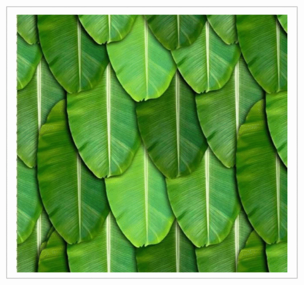 Banana Leaf Banana Leaf - Fresh Banana Leaf for Meals and Pooja Use