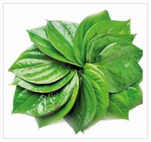 Betel Leaves Betel Leaves - Fresh Green Betel Leaves for Rituals and Offerings