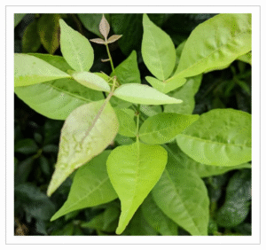 Bilva Leaves Bilva Leaves - Sacred Bael Leaves for Lord Shiva Pooja