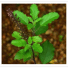 Tulasi Leaves - Fresh Holy Basil for Worship and Ayurveda