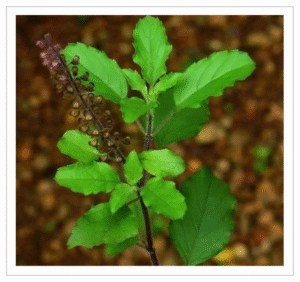 Tulasi Tulasi Leaves - Fresh Holy Basil for Worship and Ayurveda