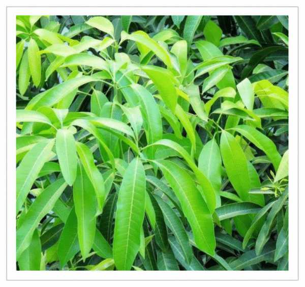 Fresh Mango Leaves - Natural Mango Leaves for Pooja and Decoration