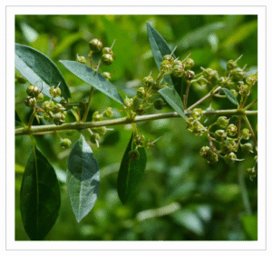 Henna Leaves Henna Leaves - Natural Henna for Hair and Skin