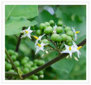 Sundaikai Turkey Berry - Fresh for Cooking