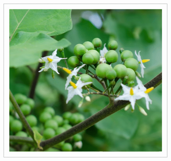Sundaikai Turkey Berry - Fresh for Cooking