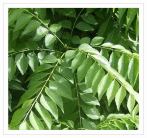 Curry Leaf Curry Leaf - Fresh Curry Leaves Bunch