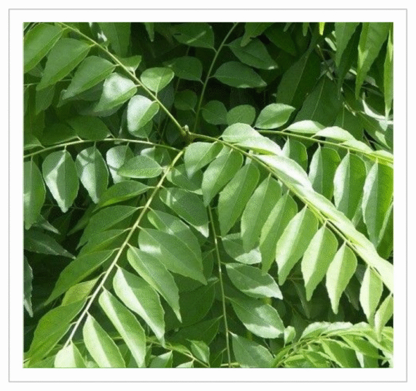Curry Leaf Curry Leaf - Fresh Curry Leaves Bunch